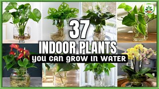 37 Indoor Plants You can grow in Water Best Indoor plants no need soil to grow Plant and Planting [upl. by Htbazile]