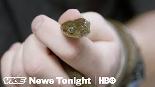 2 Million Snakes Have Taken Over The Island Of Guam HBO [upl. by Eelnodnarb]