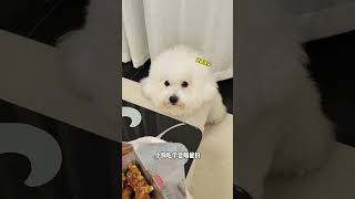 086 Baby dog cute puppy barking 4kviral shorts shortvideos [upl. by Opportuna]