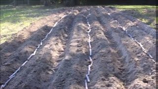 How to Plant Sugar Cane in Rows [upl. by Chavaree746]