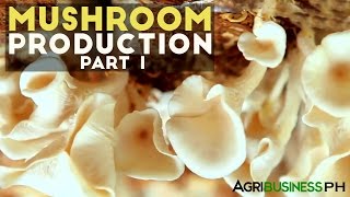 Mushroom production in the Philippines  Mushroom production Part 1 Agribusiness [upl. by Patnode]