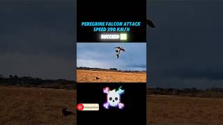 Golden eagle vs peregrine falcon trending peregrinefalcon goldeneagle animals youtubeshorts [upl. by Viviana885]