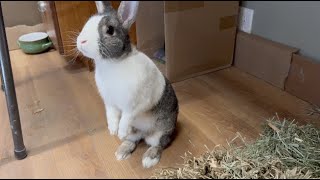 February Breed of the Month Dutch Rabbit [upl. by Wohlen3]