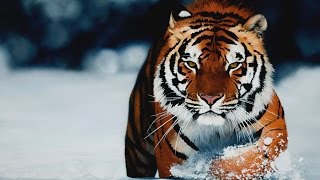 Tigers Live Wallpaper [upl. by Kinnard93]