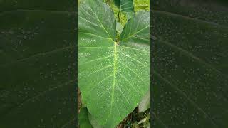 Colocasia esculentaRaw leafকচু পাতায় পানিnaturepeaceofnatureshots [upl. by Klinger]