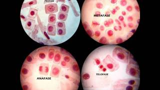 MITOSIS PRÁCTICA DE LABORATORIO [upl. by Annaya]