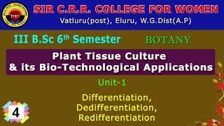 4 BSc 36  Botany  Plant Tissue Culture  Differentiation Dedifferentiation Redifferentiation [upl. by Lirret]