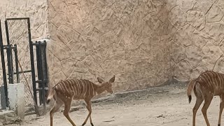 Beautiful Animal beautiful antelope animals lahorezoo lahore [upl. by Sibyls]