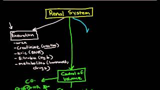 Physiology of the Renal System Introduction [upl. by Bashemeth]