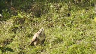 Buteo buteo  Ratonero común  Common buzzard [upl. by Akiam]