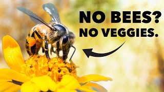 Pollination is Important Heres Why [upl. by Niryt]