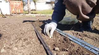 Spring Garlic Planting Tips for a Bountiful Harvest [upl. by Aekerly]