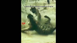 Clash Of The Tigers  Tigers Fight  Tigers Fight For Territory wildlife tigers fight attack [upl. by Ardyaf35]