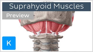 Suprahyoid muscles preview  Human Anatomy  Kenhub [upl. by Oiciruam]