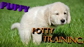 Puppy potty training in a Very easy way hindi  urdu 2017  dog training in hindi [upl. by Caresa557]