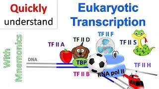 Eukaryotic Transcription [upl. by Anina]