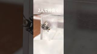 獲物を分け合うハエトリグモちゃん Jumping spiders sharing their prey [upl. by Weyermann861]