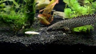 Ornate Bichir Ambush [upl. by Yhtac760]