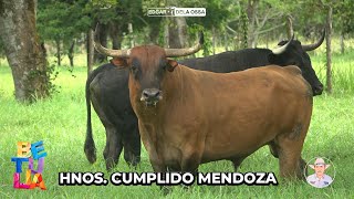 Toros de la Ganaderia la Juliana de los Hnos Cumplido Mendoza BETULIA 2024 [upl. by Yonatan]