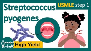 Streptococcus pyogenes  Streptococcal infection  Structure pathology and treatment options usmle [upl. by Anuait]