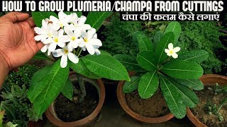 How to Grow PlumeriaChampa From Cuttingsचंपा की कलम कैसे लगाएं [upl. by Margeaux]