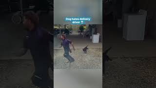 Dog chases courier music dog dogs dogshorts funnyvideo funny funnyvideos [upl. by Alick]