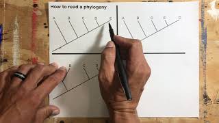 How to read and interpret phylogenies [upl. by Ambler947]