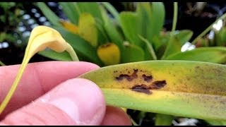 ORCHID CARE  Yellow Leaves and Other Ailments PART 4 Bacterial problems and Cold Damage [upl. by Canale]