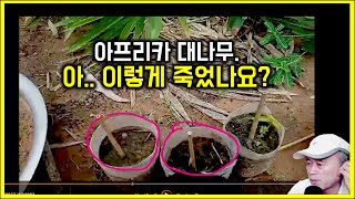 아프리카 대나무의 최대 위기가 왔다 대나무 죽은거야  세네갈에는 오직 한 종의 대나무만 abyssinica 종 대나무학명학명표기법 [upl. by Bart371]