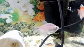 Whit Skirt Tetra Fish Tank Mates [upl. by Inobe]