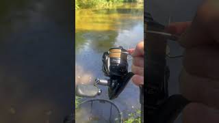 🎣 fishing carping carpfish carp carpy fishcatching fishing trending trendingshorts [upl. by Nyladnor]