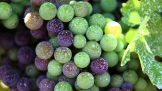 Seasons of the Vineyard  Jordan Wine Education Videos  Sonoma County Wine Country Vacations [upl. by Bartholemy541]