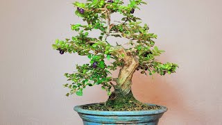 Bonsai Lonicera nitida [upl. by Thierry]