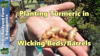 Planting amp Growing Turmeric in Wicking BedsBarrels [upl. by Hetty]