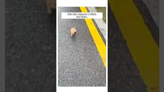 Man Rescued a Kitten that was abandoned and this happened animalshorts [upl. by Alf]