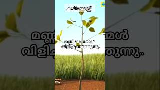 മണ്ണ്🌱 കവിത  മണ്ണ്world soil daysoil song in Malayalam with lyrics soil soilsong worldsoilday [upl. by Haughay]