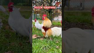 Majestic DUTCH BANTAM roosters crowing bantams bantamchickens dutchbantams rooster chickens [upl. by Felicio799]