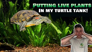 Putting LIVE Plants in my Turtle Tank Best Plants for Turtle Tank Java Fern Anubias and more [upl. by Letney]