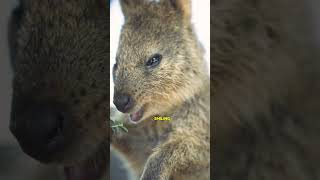 Places to Visit in Australia Perth and Rottnest Island [upl. by Nahs191]