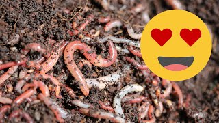 Short Documentary for Children about earthworms [upl. by Brice489]