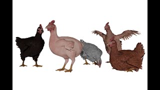 Feathered chicken animation demo [upl. by Nashbar]