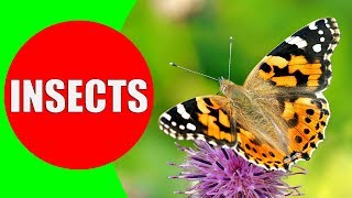 INSECTS FOR KIDS Learning – Insect Names and Sounds for Children Toddlers Kindergarten amp Preschool [upl. by Aivun]