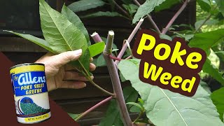 Pokeweed  One of my favorite wild greens of summer Top 3 [upl. by Thorner619]