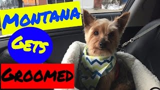 Montana The Yorkie Dog Goes to Petsmart to get a groomed [upl. by Mureil621]