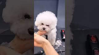 Bichon Frisé grooming styles  before and after [upl. by Khano]