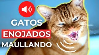 SONIDOS de GATOS ENOJADOS MAULLANDO 🐱 Sonidos de Gato Enojado [upl. by Girard844]