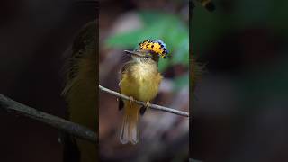 Northern Royal Flycatcher bird nature bird wildlife animals [upl. by Nal330]