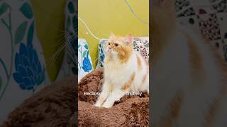 Billu ne kiya case solve😳😱catcomedy comedy billucat sajidcat cat catlover catworld [upl. by Cooley]