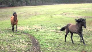 Paso Fino Horses Galloping Precision and Resplandor Gracewood Farm NC [upl. by Oaht950]