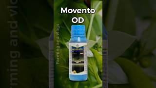 🔥Movento🔥BayerSpirotetramat1531 ODinsecticidebayer chill thrips insecticide farmer shorts [upl. by Aihsekin]